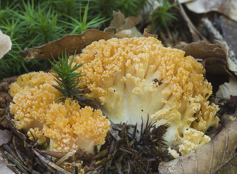 Ramaria largentii